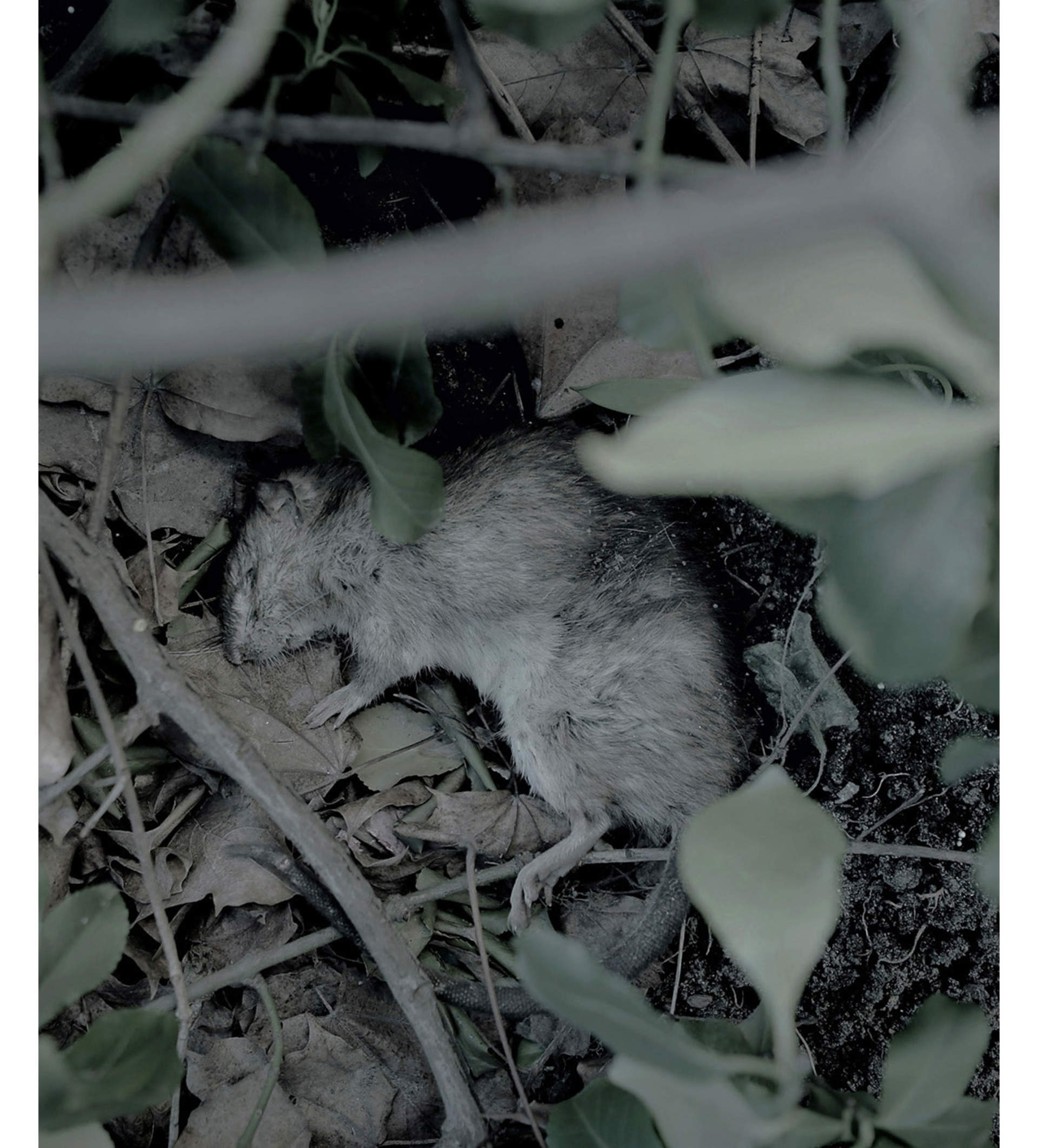 Stockholm has been called "the rat capital of Scandinavia".
There are over a million rats in the city. Probably more than there are people.
They live in holes in the ground or in the sewers, and under cover of darkness they scurry up, hunting for food.
As the cold arrives, the rats come inside, looking for warmth. Into our homes. 95 percent get there via the drains. And they are a growing problem. Rat exterminations have increased by 32 percent since 2006. If you see a dead rat on the ground, you can be sure that there are ten times more dead rats in dens underground.