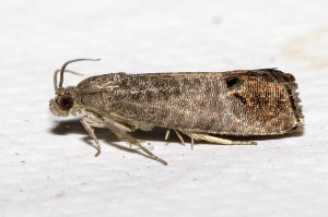 Äppelvecklare, vars hjärna blandar ihop mat- och parningsdofter. Foto: Olaf Leillinger, Wikimedia