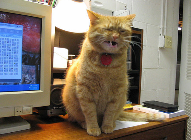 katt som nyser