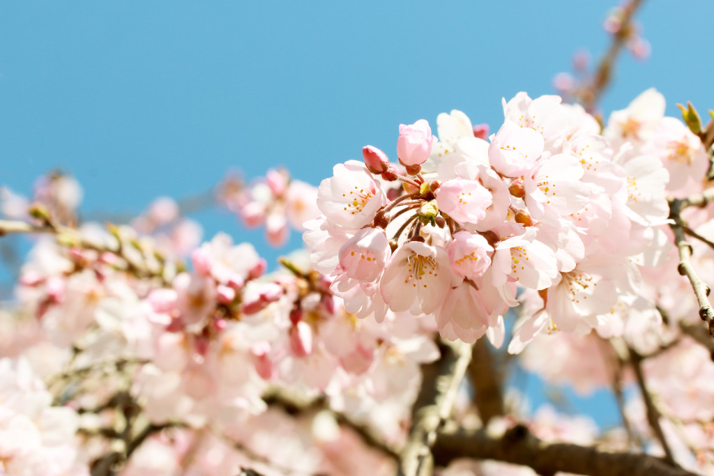 Körsbärsträd, körsbärsblommor, Cherry tree