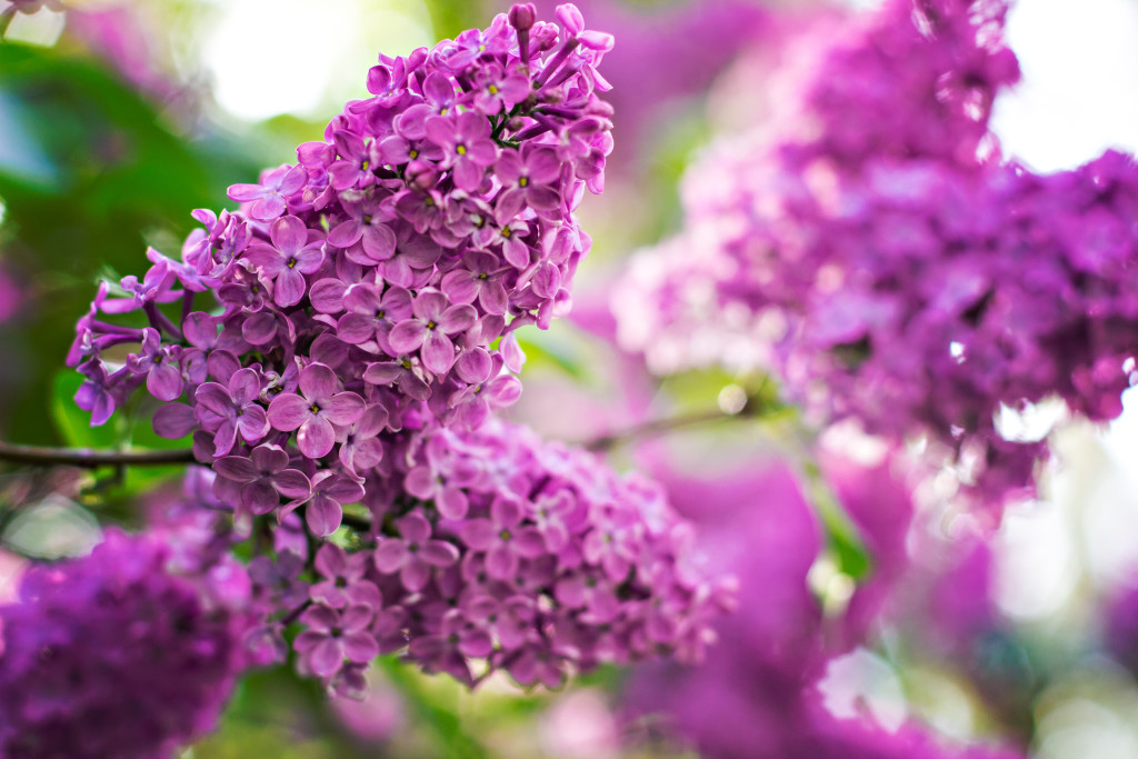 Syren, lilac flower, buske