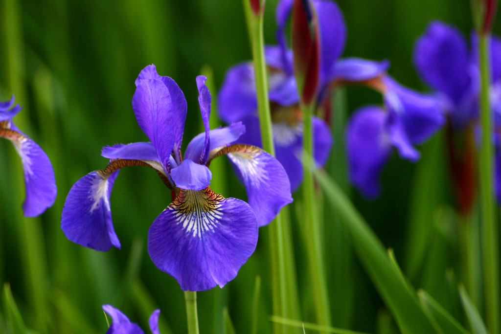 Strandiris, beach iris, trädgård