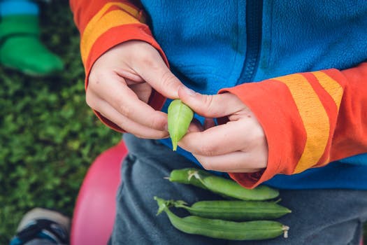 det går alltså alldeles utmärkt att bygga kvalitativa träningsresultat (inkl. muskelmassa) med helt vegetarisk kosthållning. Allt annat är förlegade bodybuildingrykten anno 1980-tal.