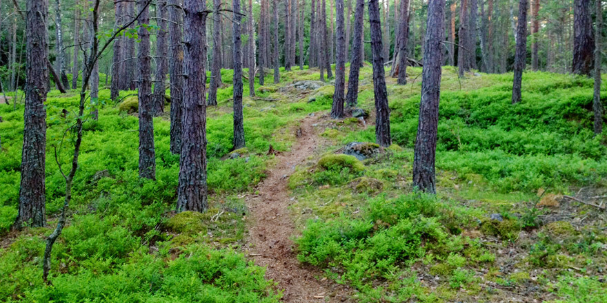 Lika stora delar meditation som blodsmak. Bild lånad av: amazingtrail.se