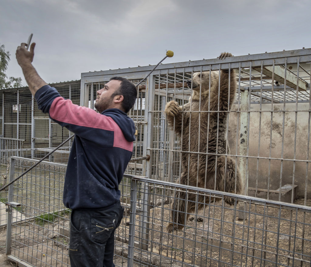 inbördeskriget i irak. irakiska och kurdiska trupper, persmerga, har inlett operationen att återta iraks näst största stad mosul från is. östra mosul. på muntazr al noor zoo har alla djur dött eller transporterats bort utom en björn och lejonet simba.