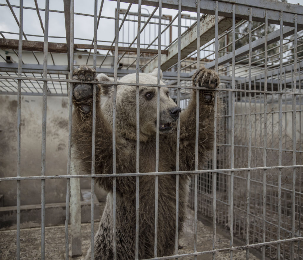 inbördeskriget i irak. irakiska och kurdiska trupper, persmerga, har inlett operationen att återta iraks näst största stad mosul från is. östra mosul. på muntazr al noor zoo har alla djur dött eller transporterats bort utom en björn och lejonet simba.